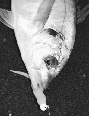 Silver trevally should stay on the hit list until the harbour water gets warm close to Christmas.